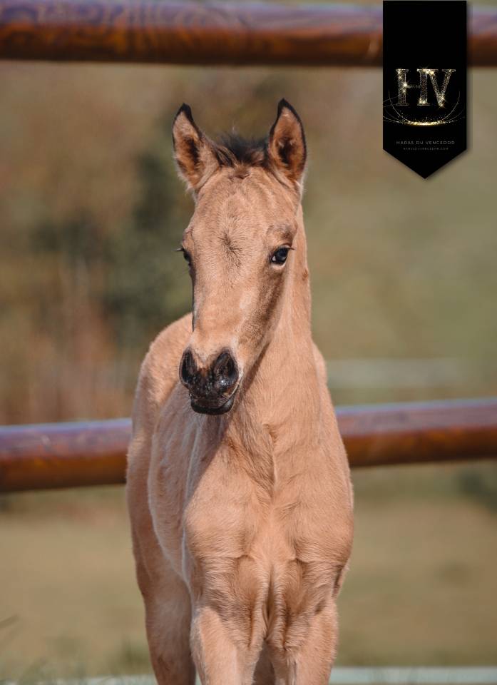 Puledro KWPN Cavallo da Sport Neerlandese In vendita 2026 Isabella ,  Qaside MD