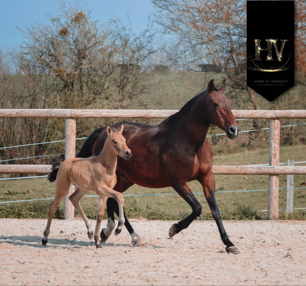 Puledro KWPN Cavallo da Sport Neerlandese In vendita 2026 Isabella ,  Qaside MD