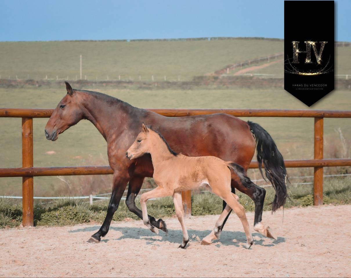 Puledro KWPN Cavallo da Sport Neerlandese In vendita 2026 Isabella ,  Qaside MD