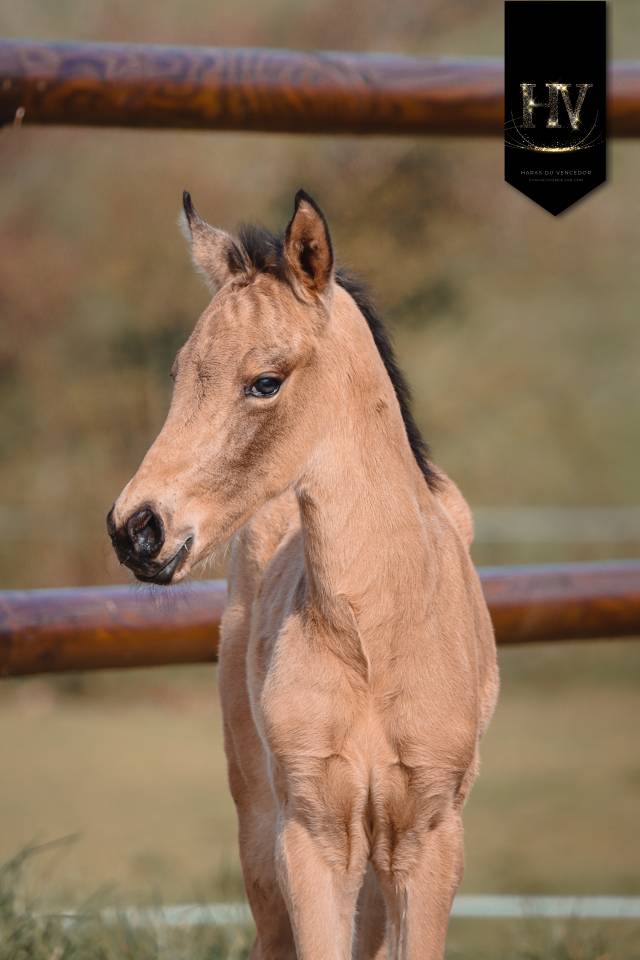 Puledro KWPN Cavallo da Sport Neerlandese In vendita 2026 Isabella ,  Qaside MD