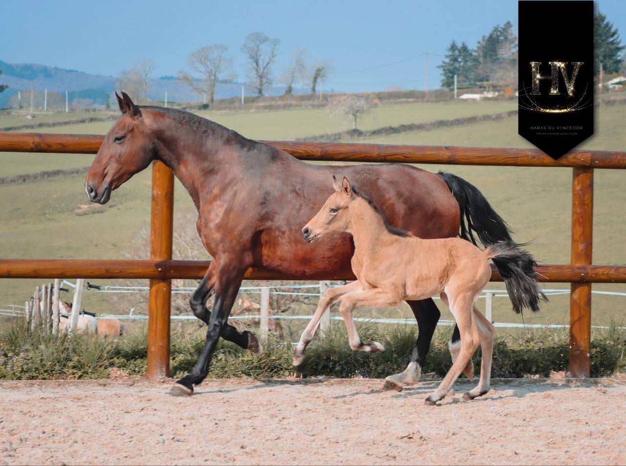 Puledro KWPN Cavallo da Sport Neerlandese In vendita 2026 Isabella ,  Qaside MD