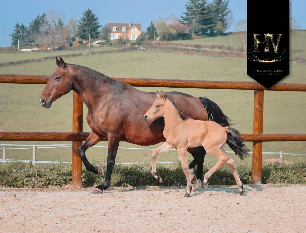 Puledro KWPN Cavallo da Sport Neerlandese In vendita 2026 Isabella ,  Qaside MD