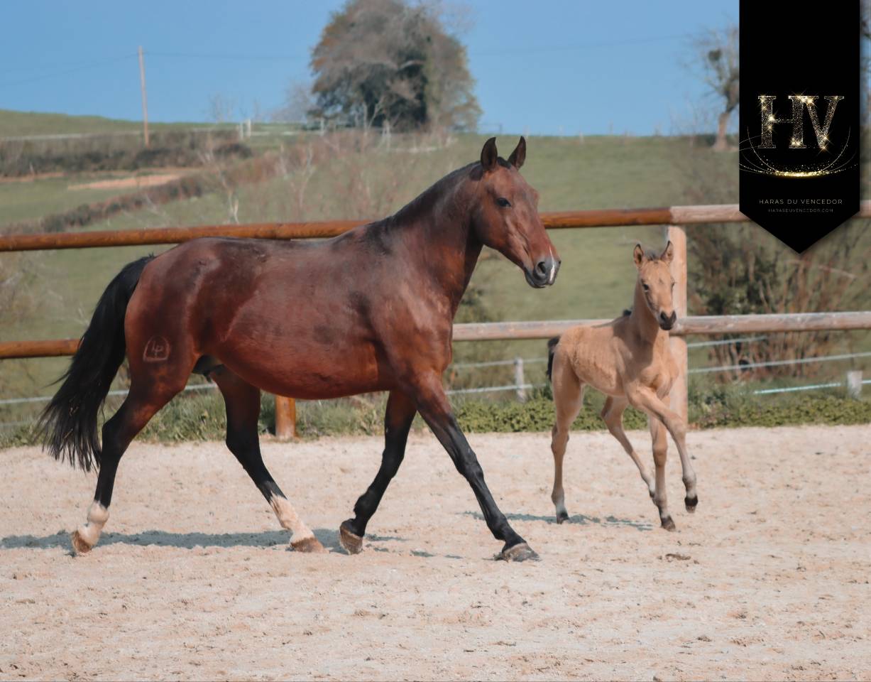 Puledro KWPN Cavallo da Sport Neerlandese In vendita 2026 Isabella ,  Qaside MD