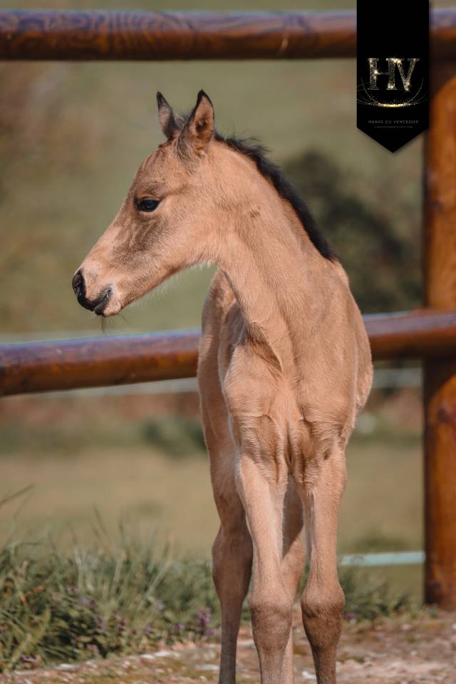 Puledro KWPN Cavallo da Sport Neerlandese In vendita 2026 Isabella ,  Qaside MD