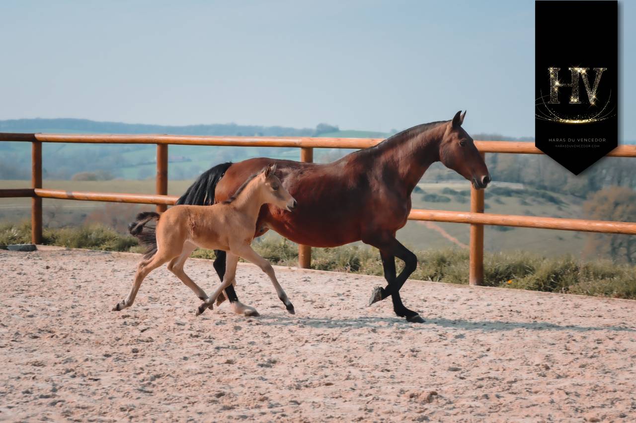 Puledro KWPN Cavallo da Sport Neerlandese In vendita 2026 Isabella ,  Qaside MD