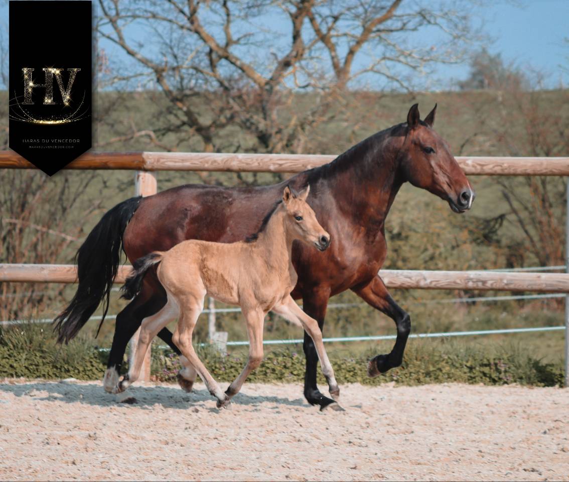 Puledro KWPN Cavallo da Sport Neerlandese In vendita 2026 Isabella ,  Qaside MD