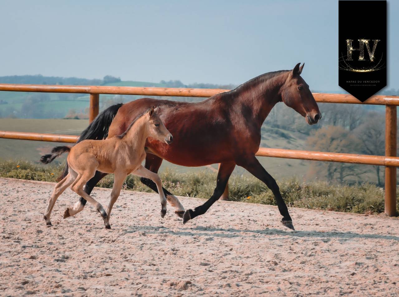 Puledro KWPN Cavallo da Sport Neerlandese In vendita 2026 Isabella ,  Qaside MD