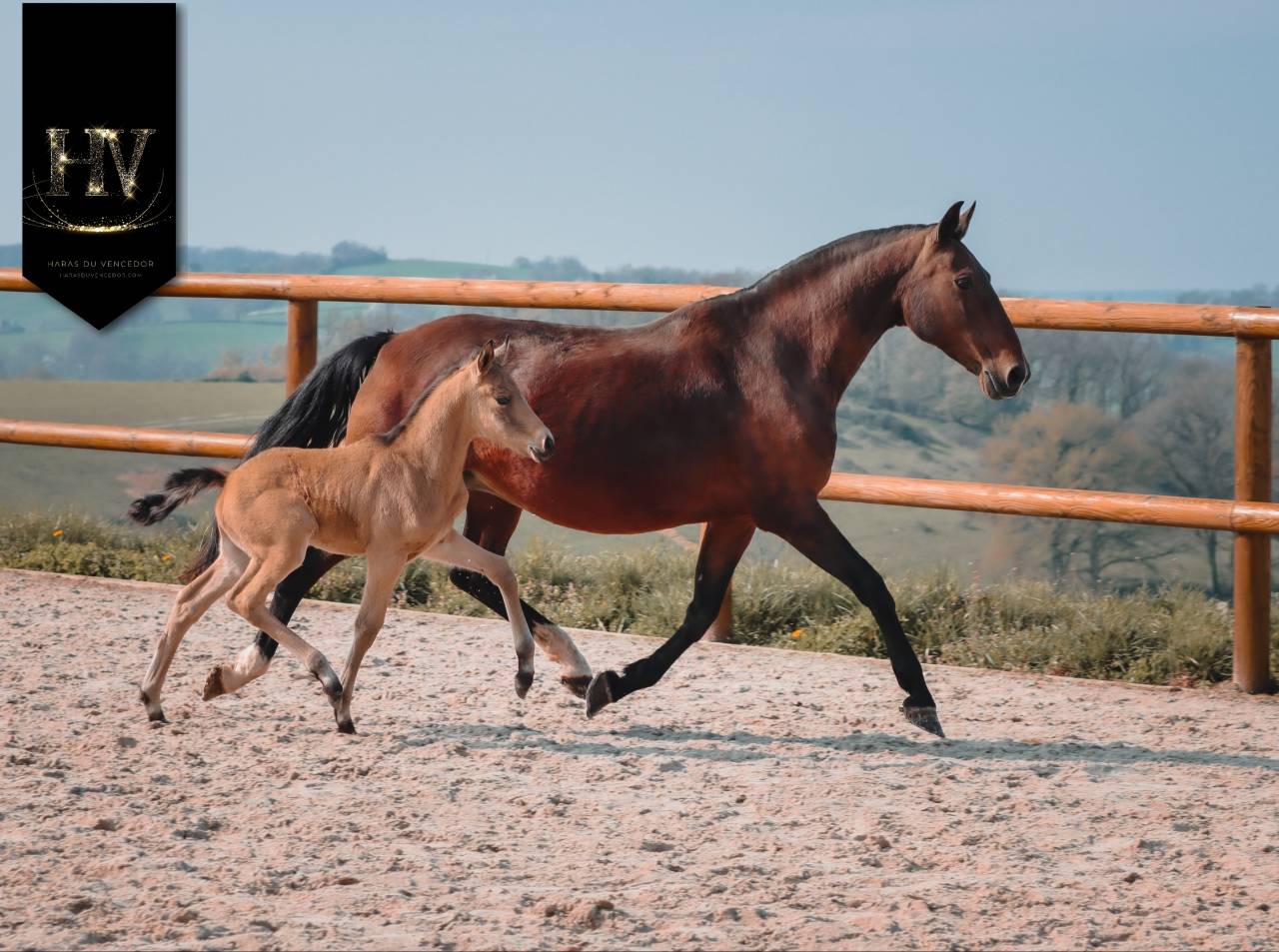 Puledro KWPN Cavallo da Sport Neerlandese In vendita 2026 Isabella ,  Qaside MD
