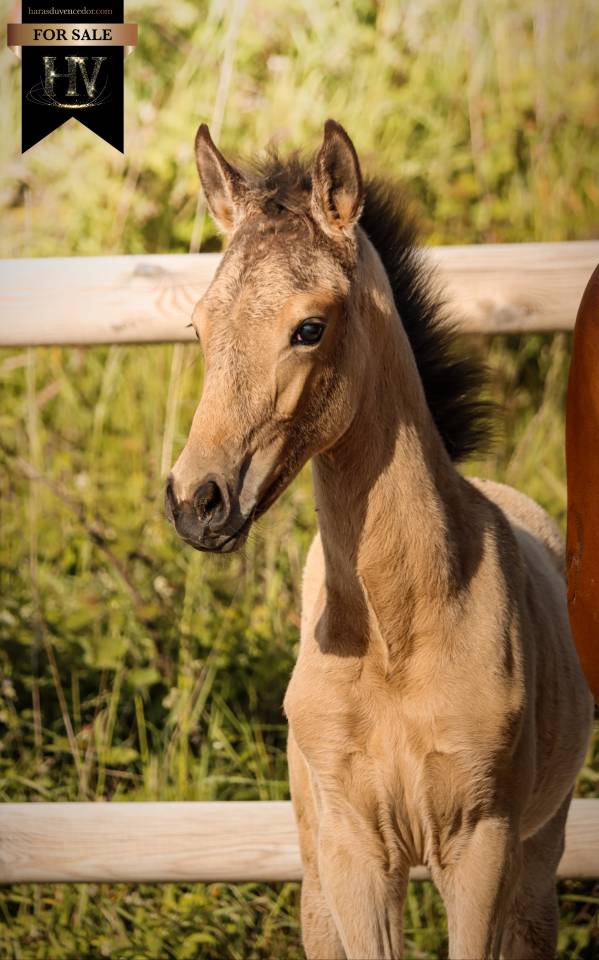 Puledro KWPN Cavallo da Sport Neerlandese In vendita 2026 Isabella ,  Qaside MD