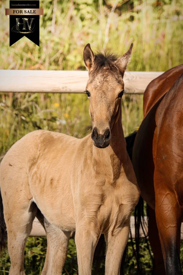 Puledro KWPN Cavallo da Sport Neerlandese In vendita 2026 Isabella ,  Qaside MD