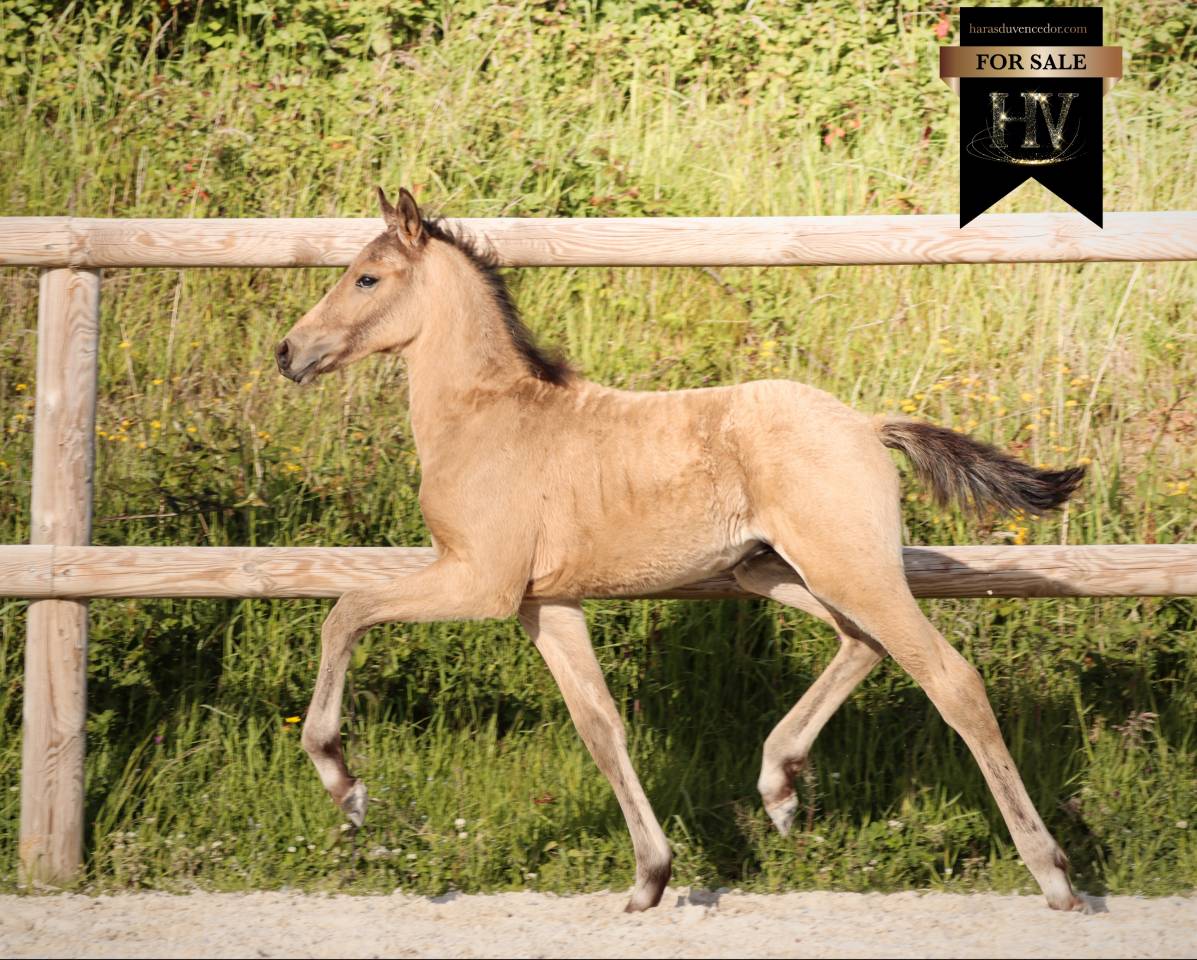 Puledro KWPN Cavallo da Sport Neerlandese In vendita 2026 Isabella ,  Qaside MD