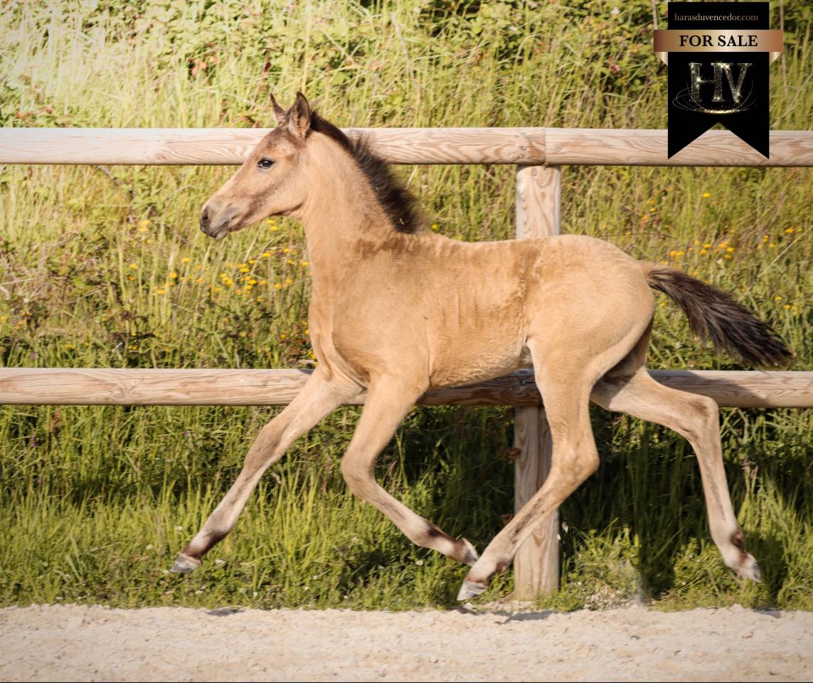 Puledro KWPN Cavallo da Sport Neerlandese In vendita 2026 Isabella ,  Qaside MD