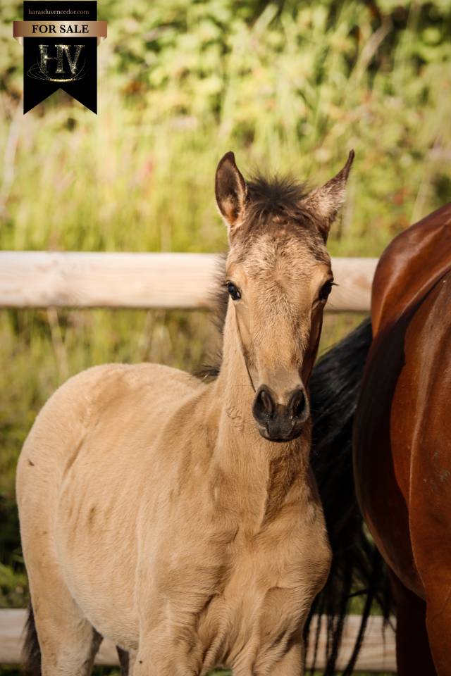 Puledro KWPN Cavallo da Sport Neerlandese In vendita 2026 Isabella ,  Qaside MD