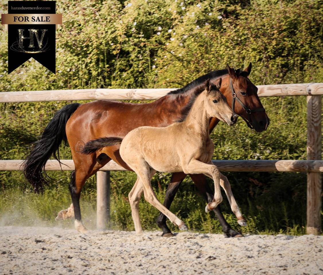 Puledro KWPN Cavallo da Sport Neerlandese In vendita 2026 Isabella ,  Qaside MD