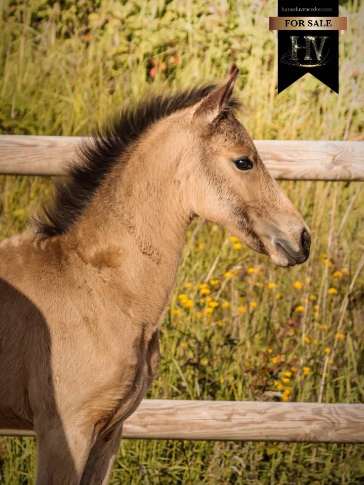 Puledro KWPN Cavallo da Sport Neerlandese In vendita 2026 Isabella ,  Qaside MD
