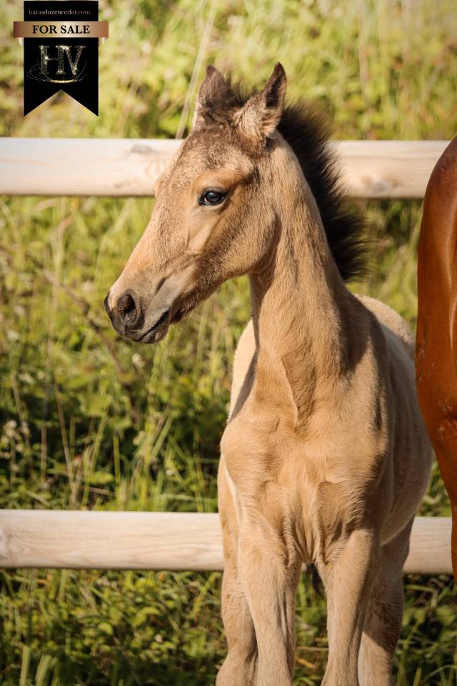 Puledro KWPN Cavallo da Sport Neerlandese In vendita 2026 Isabella ,  Qaside MD