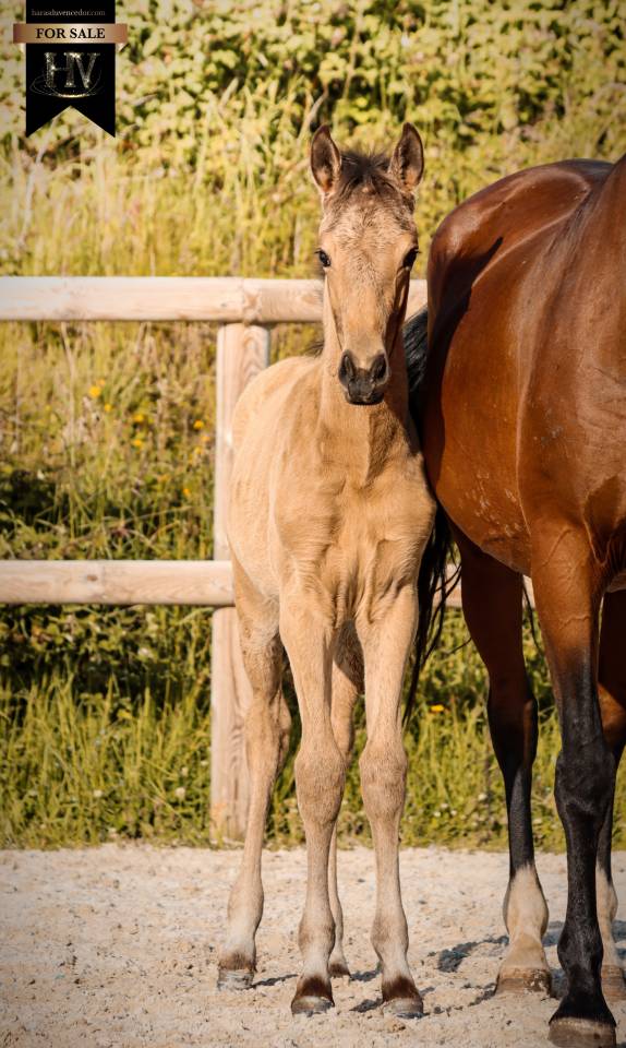 Puledro KWPN Cavallo da Sport Neerlandese In vendita 2026 Isabella ,  Qaside MD