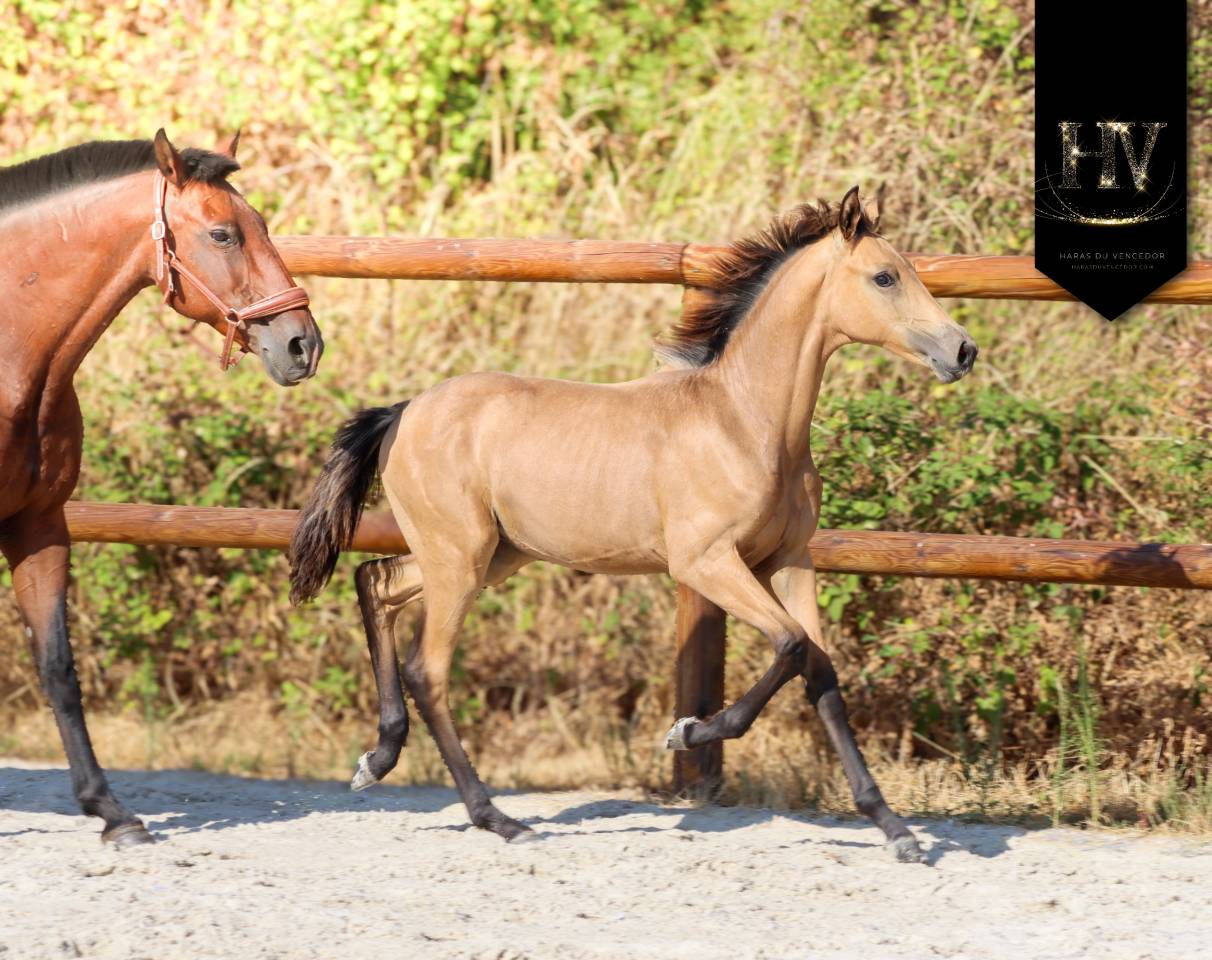 Puledro KWPN Cavallo da Sport Neerlandese In vendita 2026 Isabella ,  Qaside MD