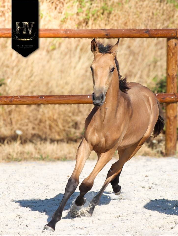 Puledro KWPN Cavallo da Sport Neerlandese In vendita 2026 Isabella ,  Qaside MD