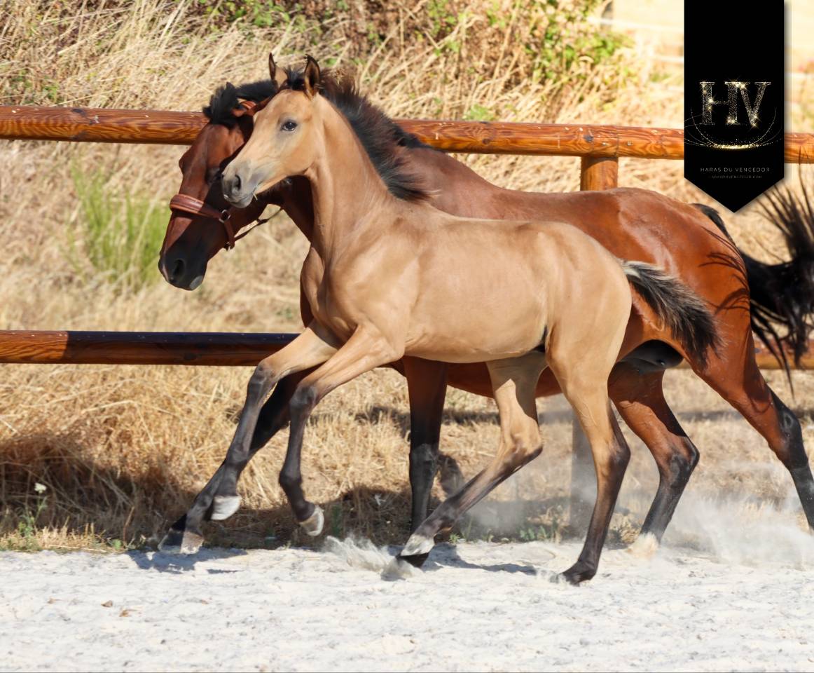 Puledro KWPN Cavallo da Sport Neerlandese In vendita 2026 Isabella ,  Qaside MD