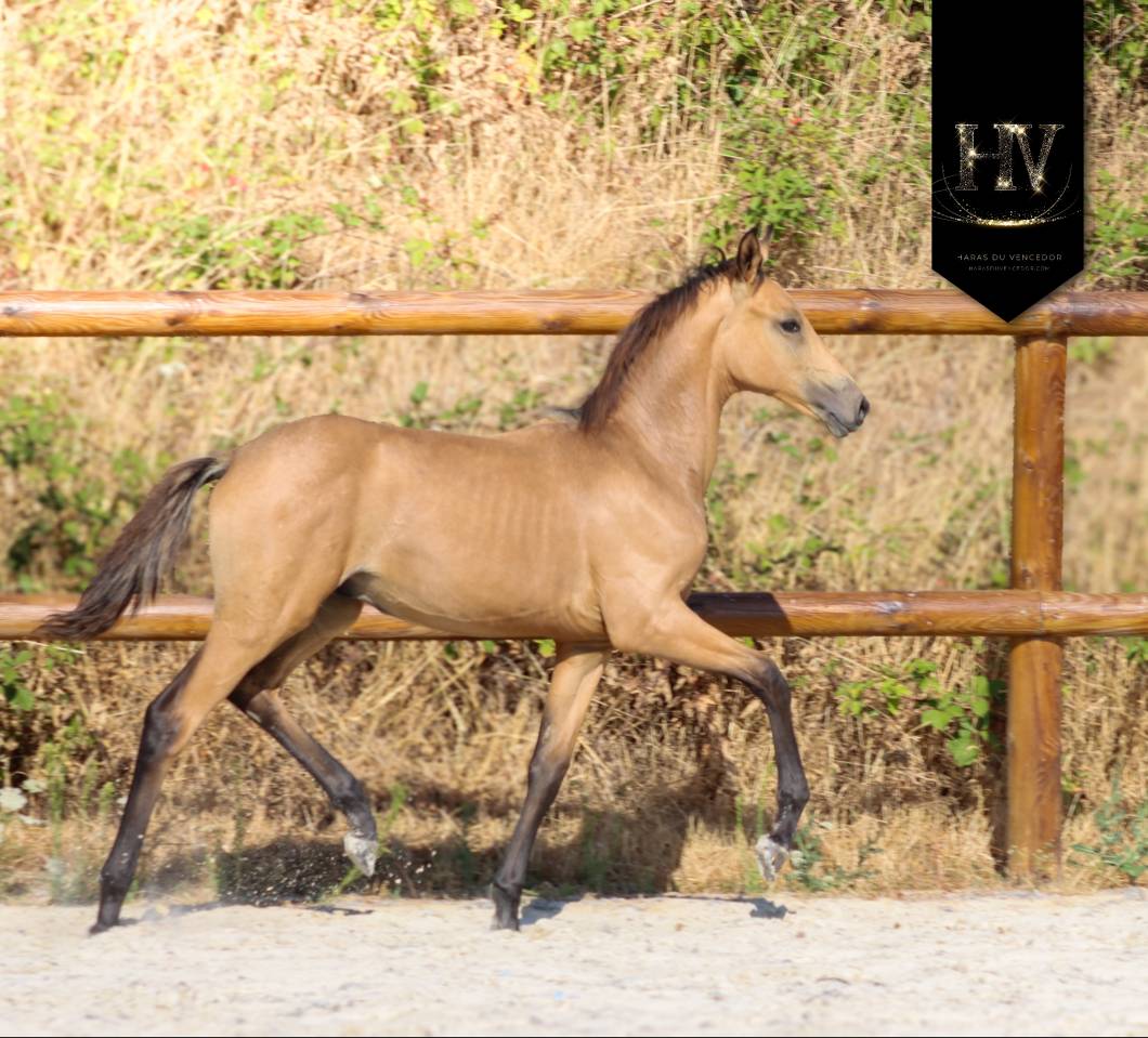 Puledro KWPN Cavallo da Sport Neerlandese In vendita 2026 Isabella ,  Qaside MD