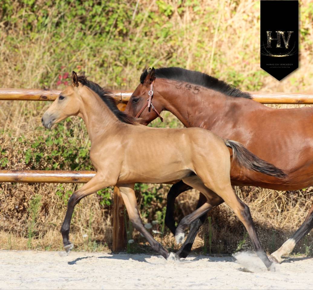 Puledro KWPN Cavallo da Sport Neerlandese In vendita 2026 Isabella ,  Qaside MD