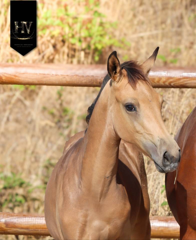 Puledro KWPN Cavallo da Sport Neerlandese In vendita 2026 Isabella ,  Qaside MD