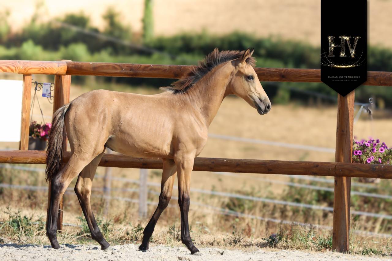 Puledro KWPN Cavallo da Sport Neerlandese In vendita 2026 Isabella ,  Qaside MD