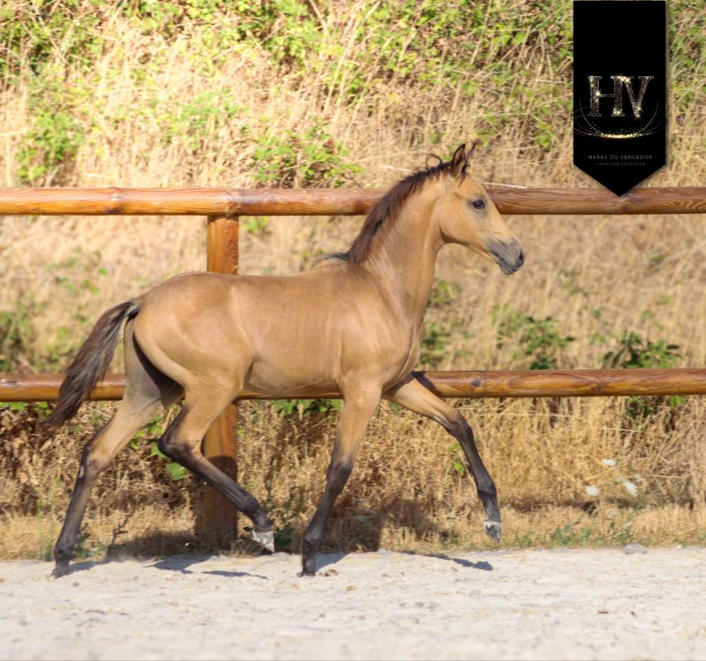 Puledro KWPN Cavallo da Sport Neerlandese In vendita 2026 Isabella ,  Qaside MD