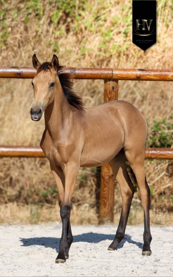 Puledro KWPN Cavallo da Sport Neerlandese In vendita 2026 Isabella ,  Qaside MD