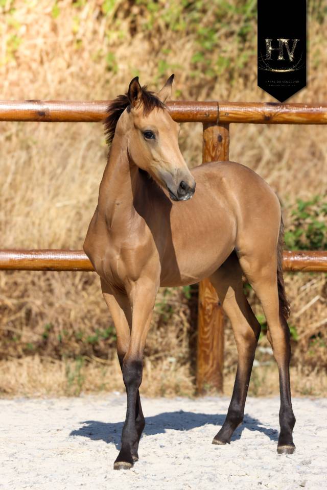 Puledro KWPN Cavallo da Sport Neerlandese In vendita 2026 Isabella ,  Qaside MD
