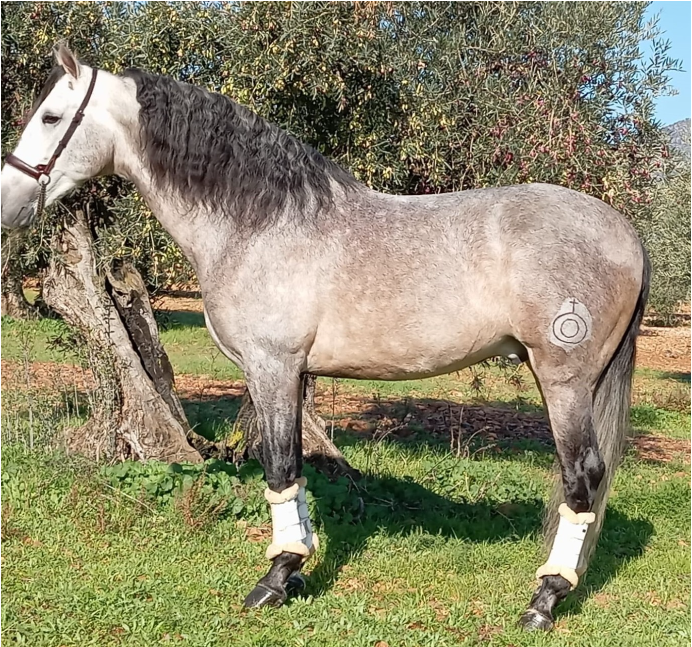 Intero PRE Andaluso In vendita 2018 Grigio