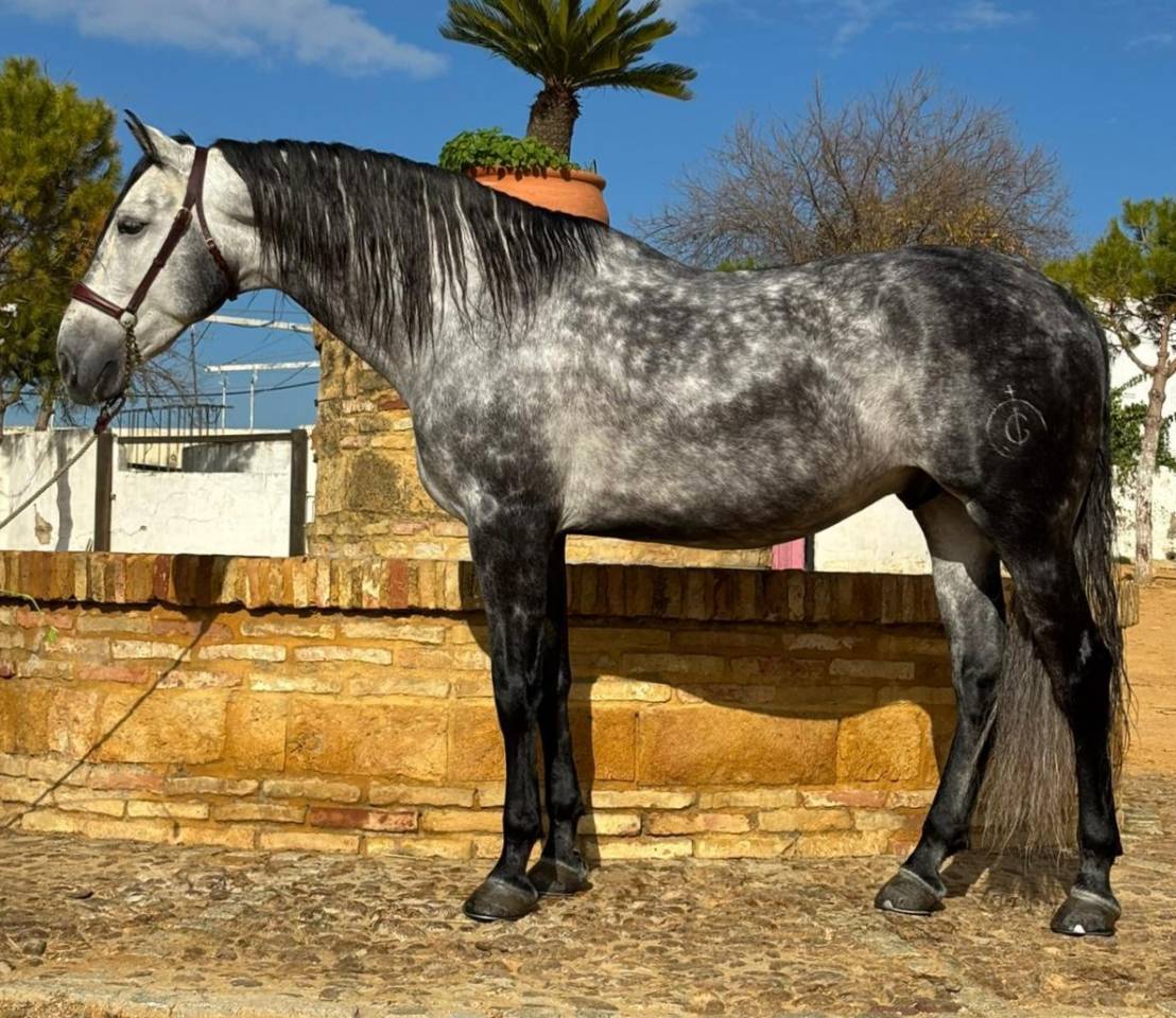 Castrone PRE Andaluso In vendita 2019 Grigio