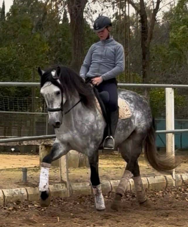 Castrone PRE Andaluso In vendita 2019 Grigio