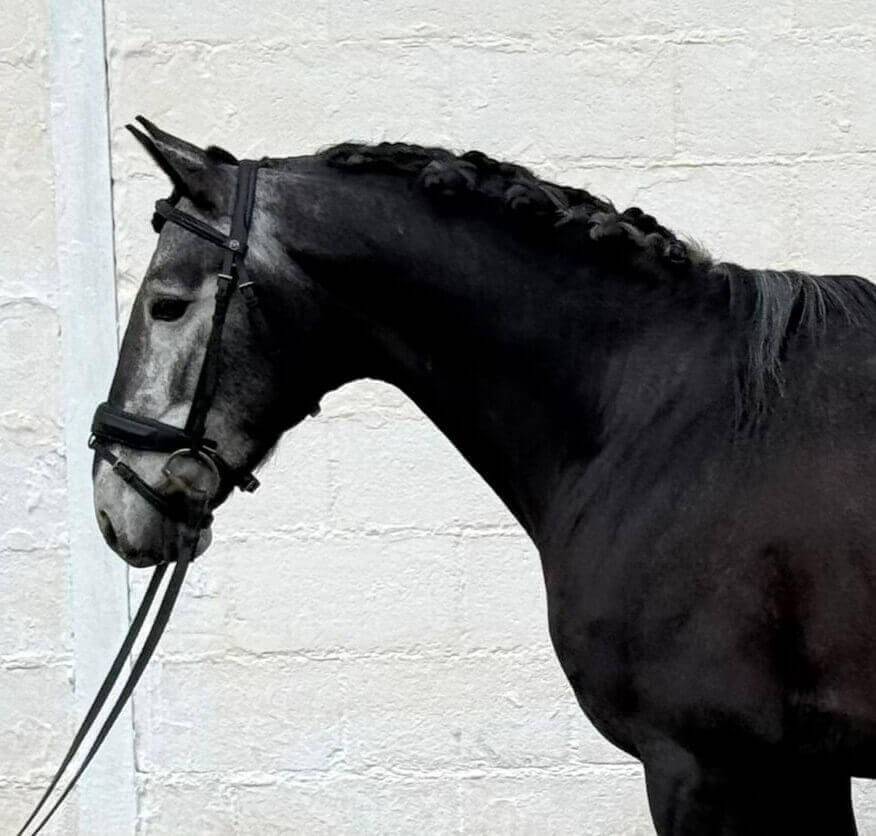 Intero Lusitano In vendita 2021 Grigio