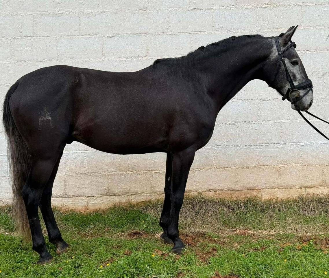 Intero Lusitano In vendita 2021 Grigio