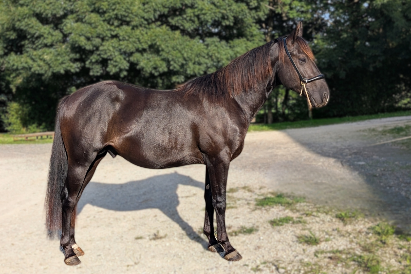 Intero Quarter Horse In vendita 2023 Nero