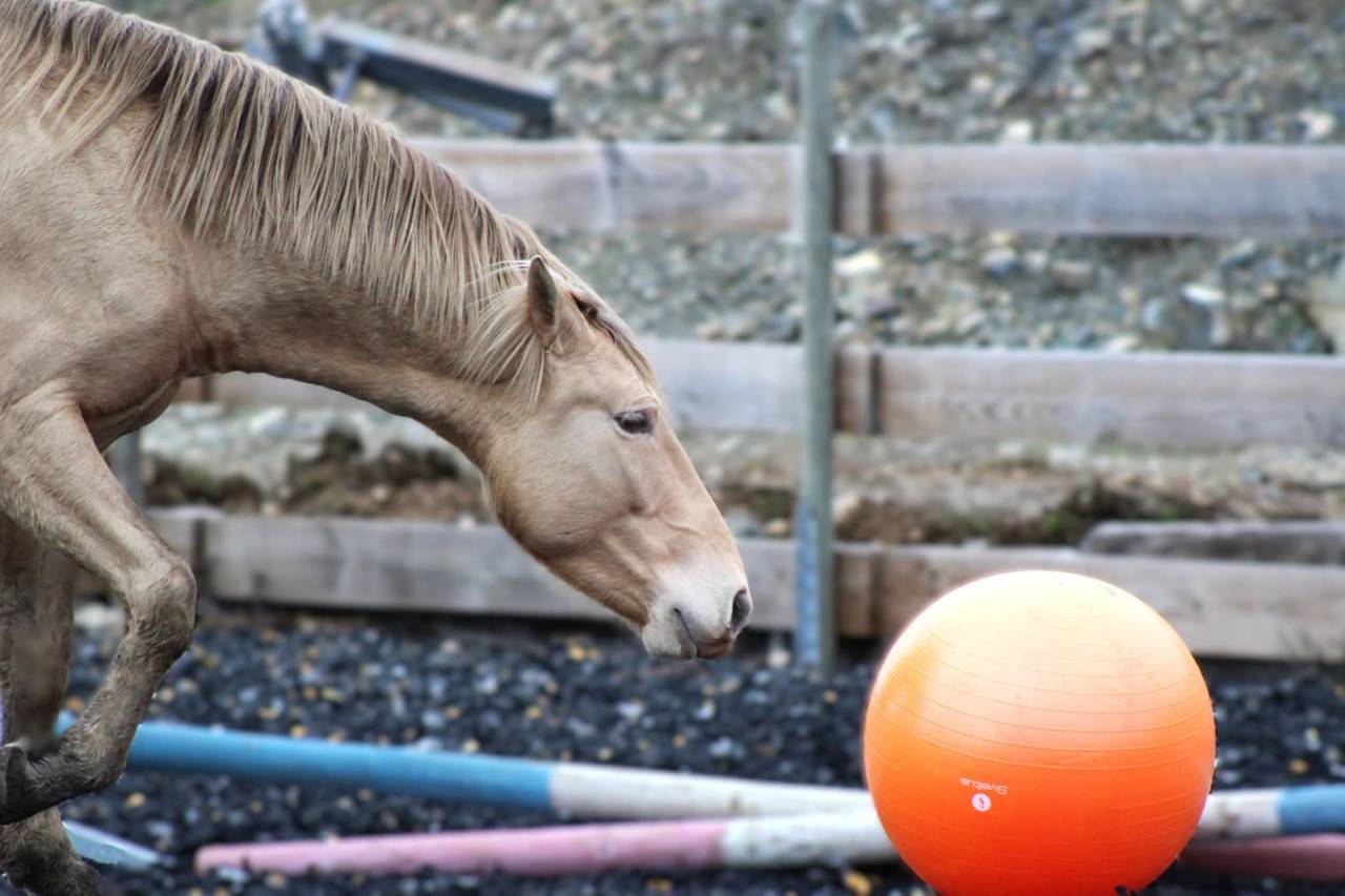 Panadero de pana - PRE Andaluso 2022