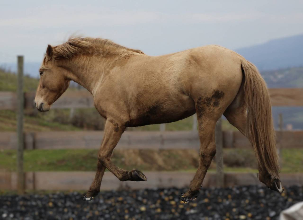Panadero de pana - PRE Andaluso 2022