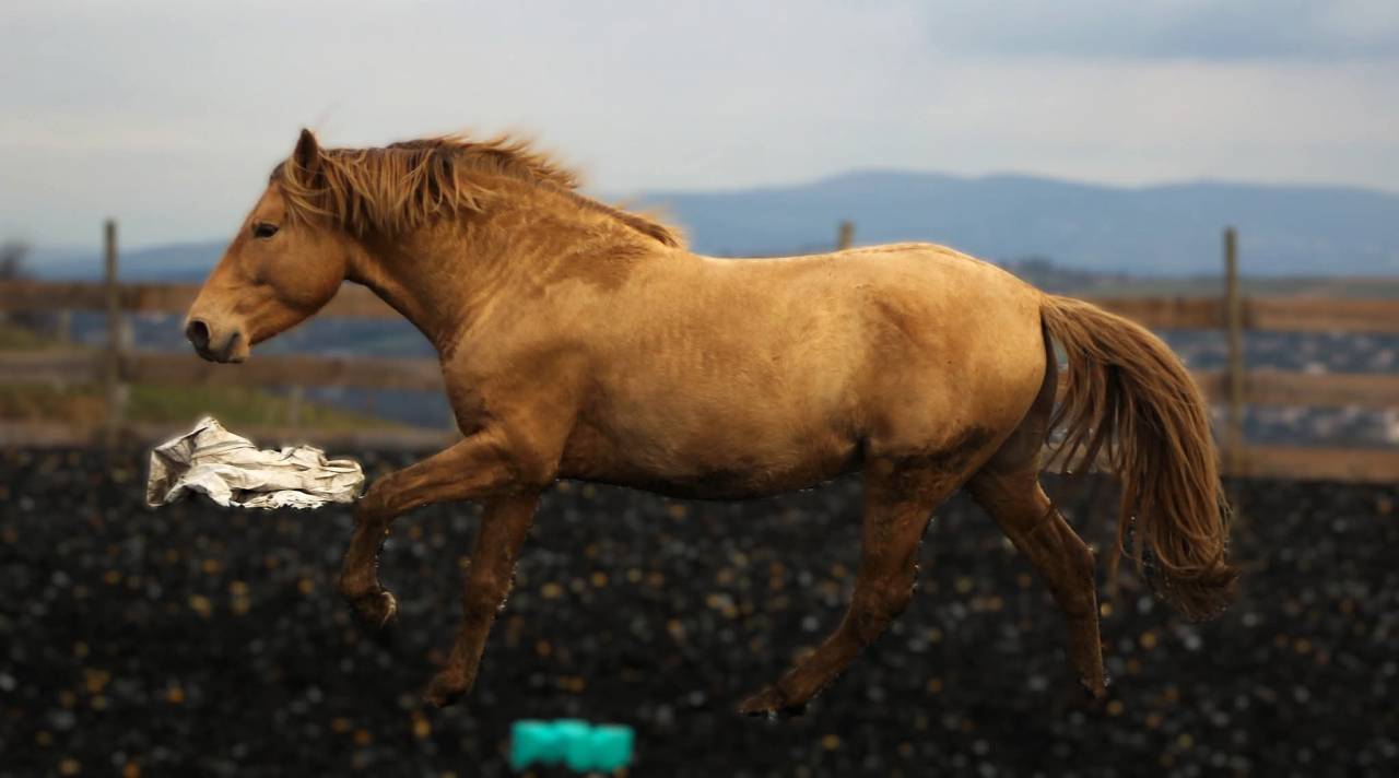 Panadero de pana - PRE Andaluso 2022