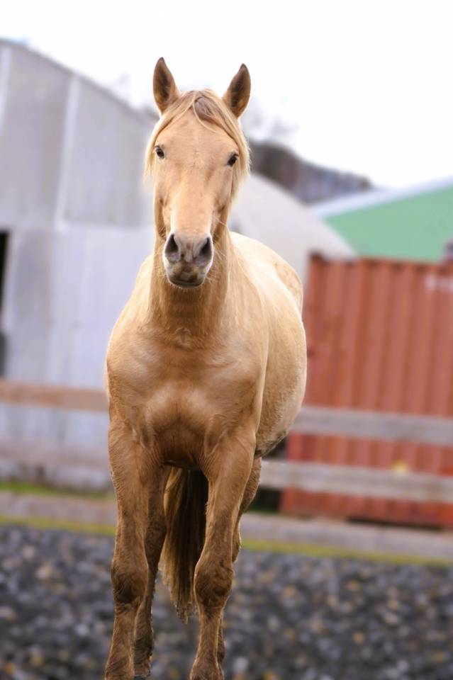 Panadero de pana - PRE Andaluso 2022