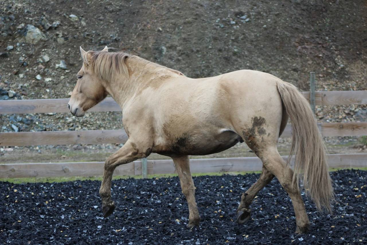 Panadero de pana - PRE Andaluso 2022
