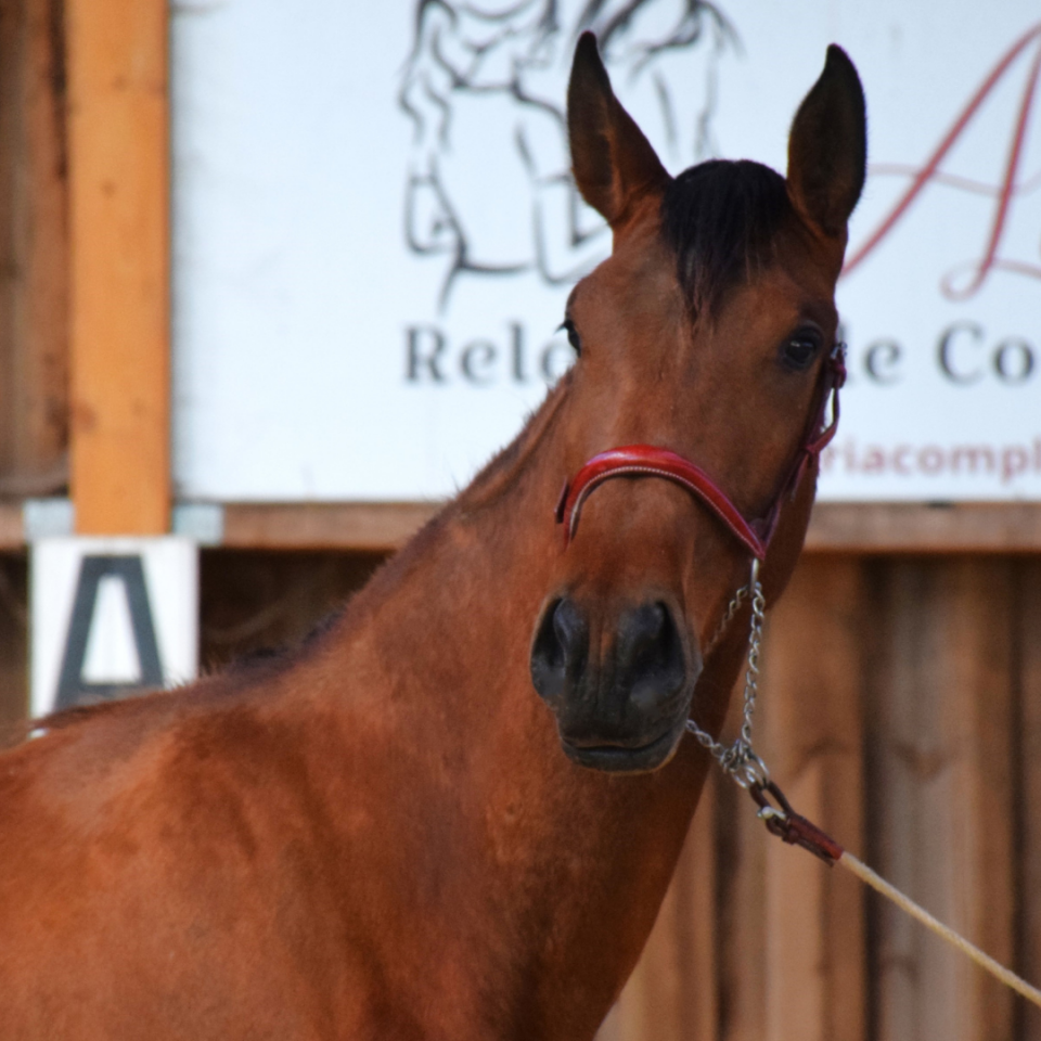 Cavalla PRE Andaluso In vendita 2022 Baio ,  JECOMIAS CEN