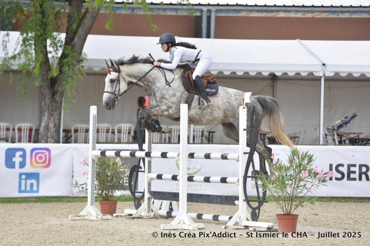 Cavalla Sella Francese In vendita 2017 Grigio