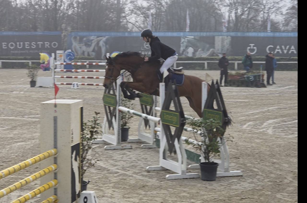 Cavallo salto ostacoli 