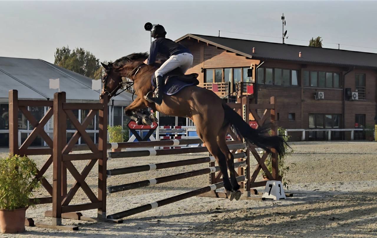 Cavallo salto ostacoli 