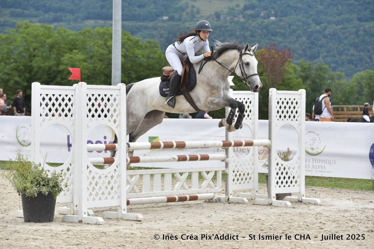 Cavalla Zangersheide In vendita 2020 Grigio