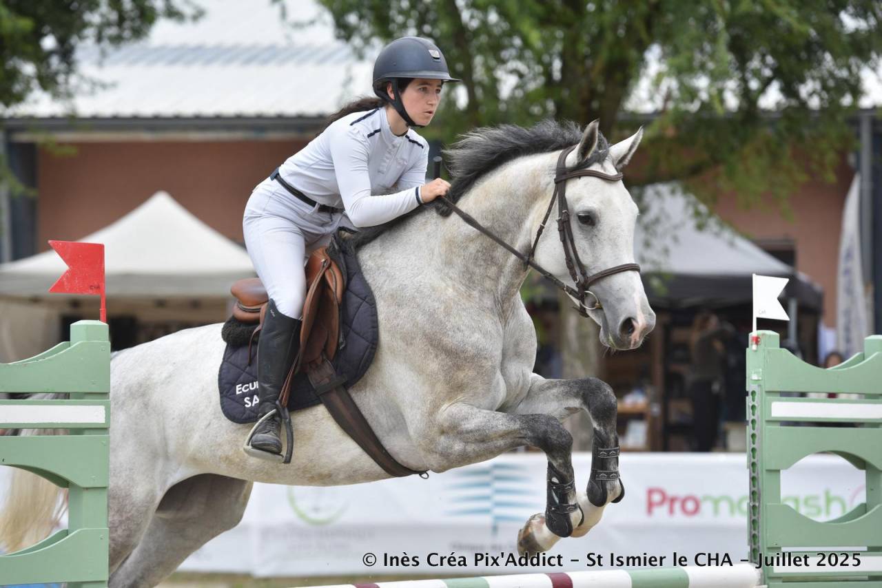 Cavalla Zangersheide In vendita 2020 Grigio