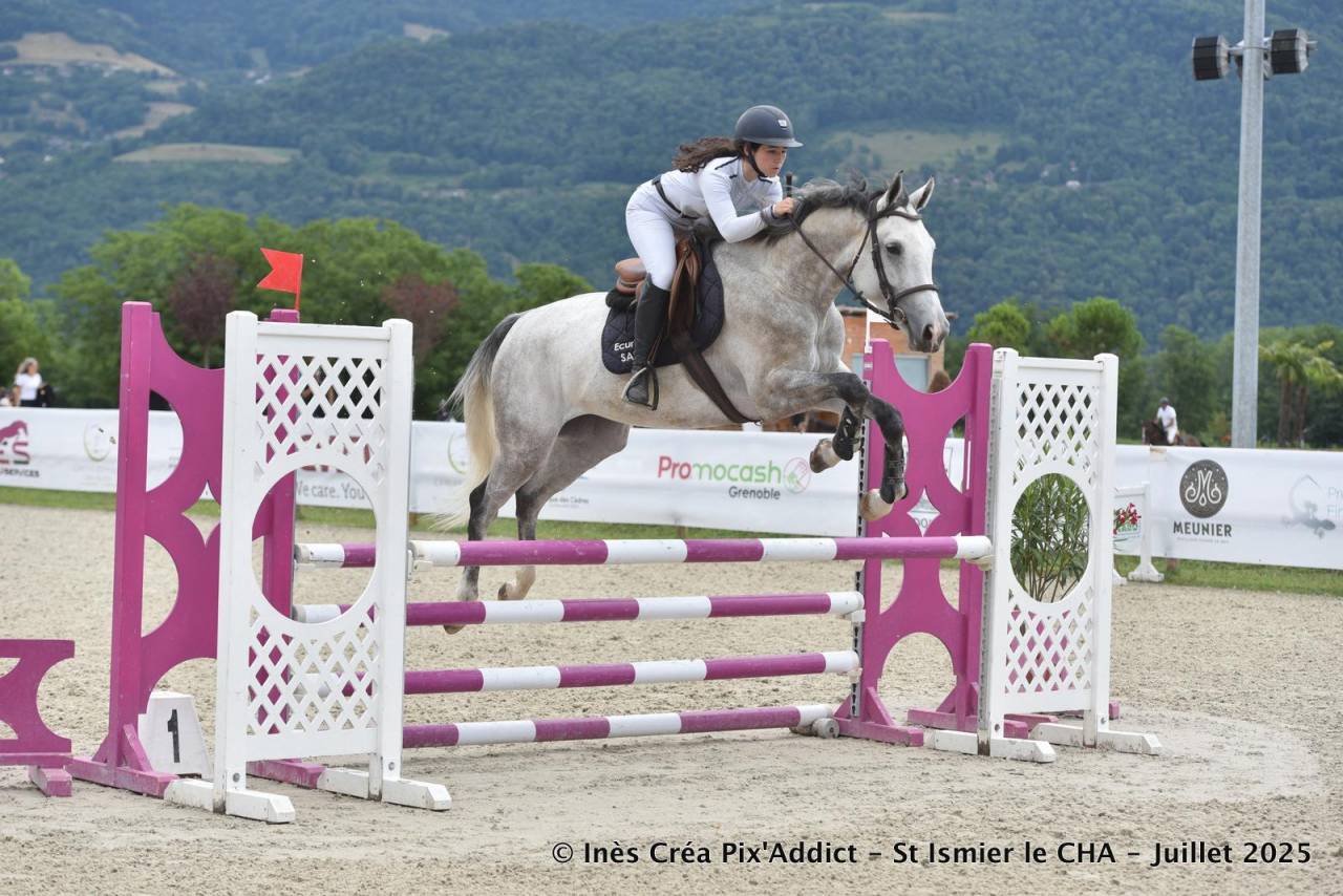 Cavalla Zangersheide In vendita 2020 Grigio