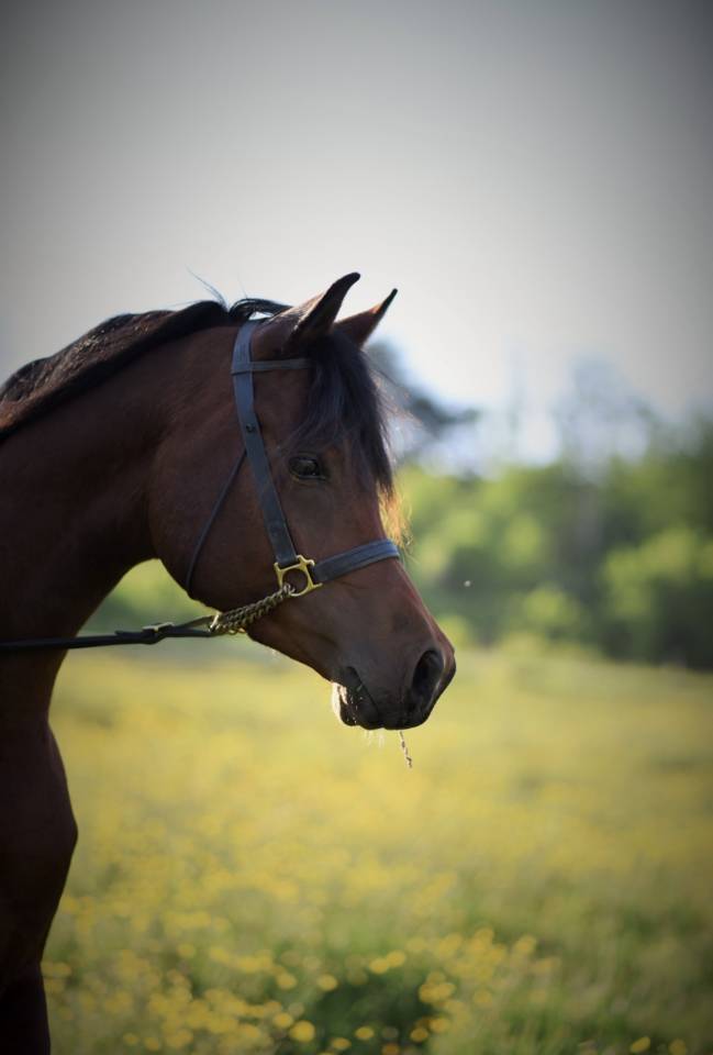 Intero Arabo In vendita 2021 Baio